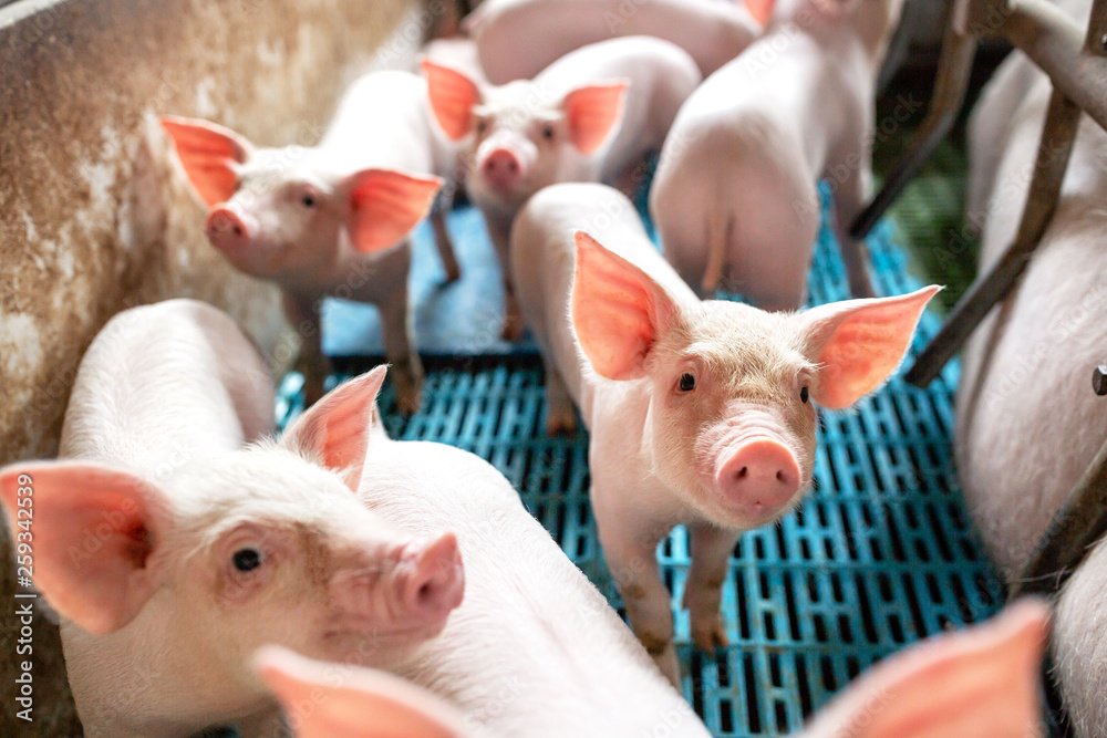 Schweinestall